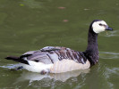 Barnacle Goose (WWT Slimbridge August 2011) - pic by Nigel Key